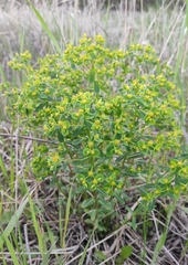 Euphorbia jenisseiensis