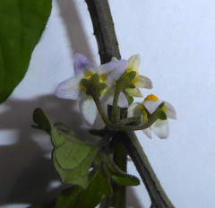 Solanum opacum
