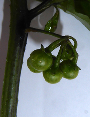 Solanum opacum