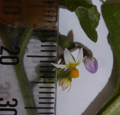 Solanum opacum