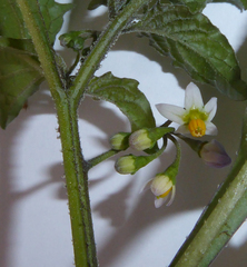 Solanum opacum