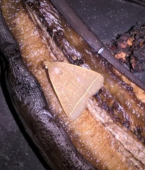 Simplicia cornicalis