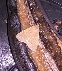 Simplicia cornicalis