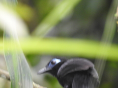 Hafferia zeledoni