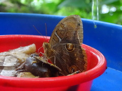 Opoptera staudingeri