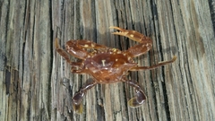 Portunus sayi