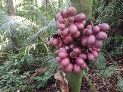Polyalthia cauliflora