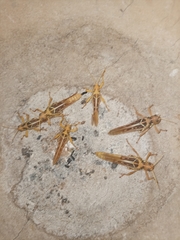 Kraussaria angulifera