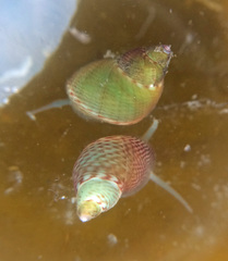 Eulithidium pulloides