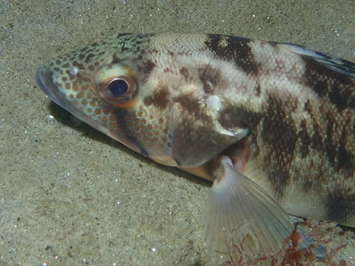Barred Sand Bass