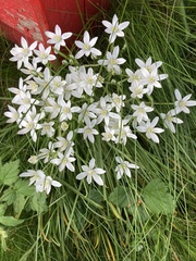 Ornithogalum nutans