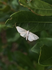 Idaea tacturata