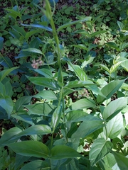 Vincetoxicum rossicum