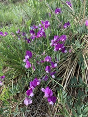 Lathyrus eucosmus