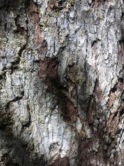 Dacrycarpus dacrydioides