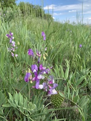 Lathyrus eucosmus