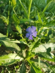Vinca minor