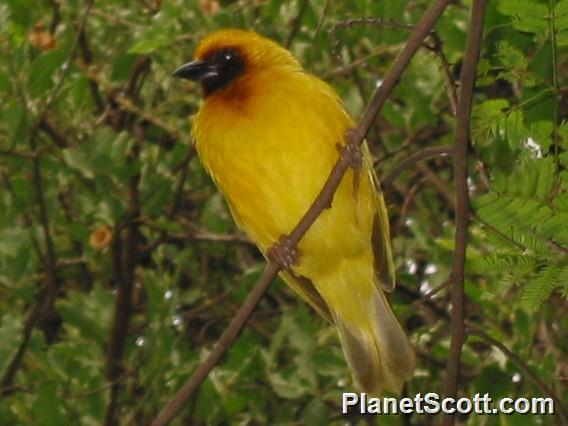 Southern Brown-Throated Weaver