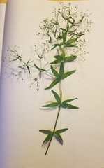 Galium arkansanum