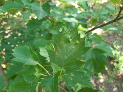 Eriophyes torminalis