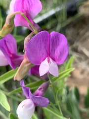 Lathyrus eucosmus