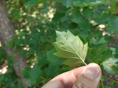 Eriophyes torminalis