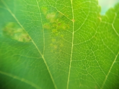 Eriophyes torminalis