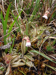 Pinguicula lusitanica