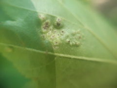 Eriophyes torminalis