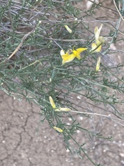 Genista aucheri