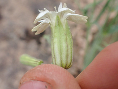 Silene douglasii douglasii