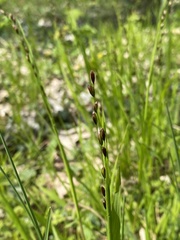 Melica uniflora