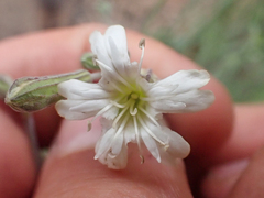 Silene douglasii douglasii