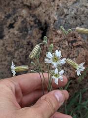 Silene douglasii douglasii