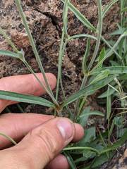 Silene douglasii douglasii