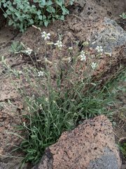 Silene douglasii douglasii
