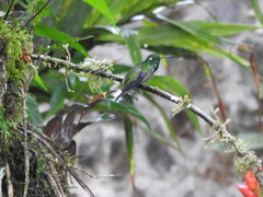 Urosticte benjamini