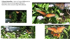 Danaus gilippus