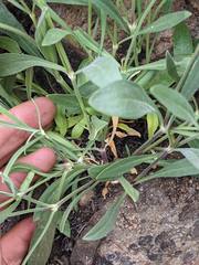 Silene douglasii douglasii
