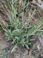 Silene douglasii douglasii