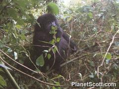 Gorilla beringei beringei