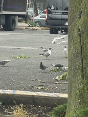 Leucophaeus atricilla