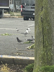 Leucophaeus atricilla