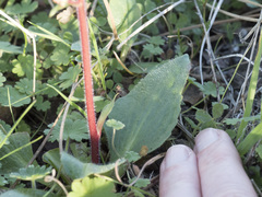 Micranthes integrifolia