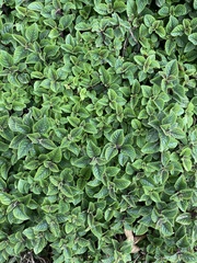 Hypoestes phyllostachya