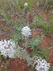 Dimorphocarpa wislizeni