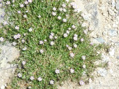 Spergularia capillacea