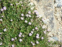 Spergularia capillacea