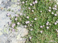 Spergularia capillacea