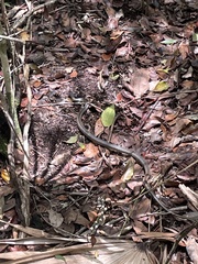 Cubophis vudii